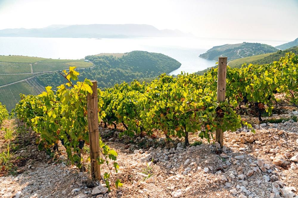 Dalmatian Vineyard iStock-Scharfsinn86