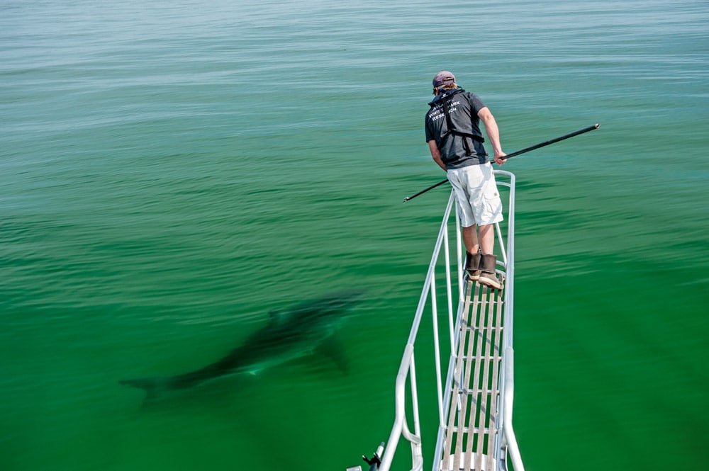 Dr Greg Skomal tagging WS Cape Cod USA © Pam King