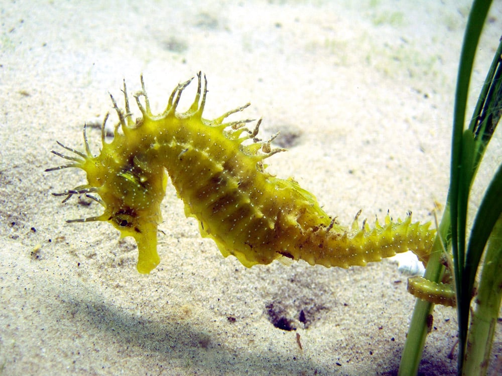 The spiny seahorse holding on to the seagrass in the shallows.