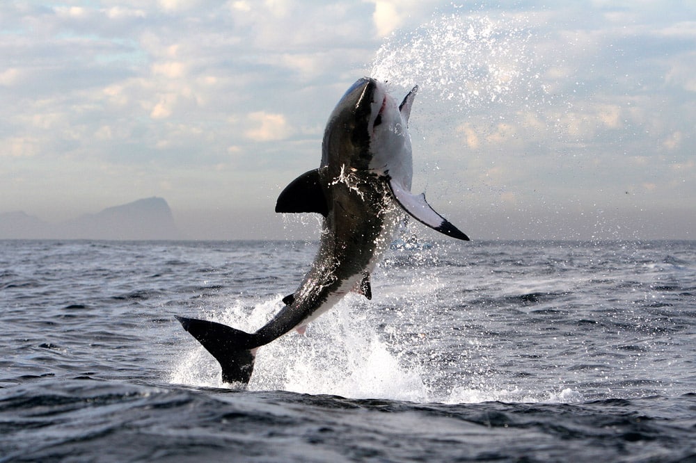 Breaching Great White False Bay South Africa May 2008