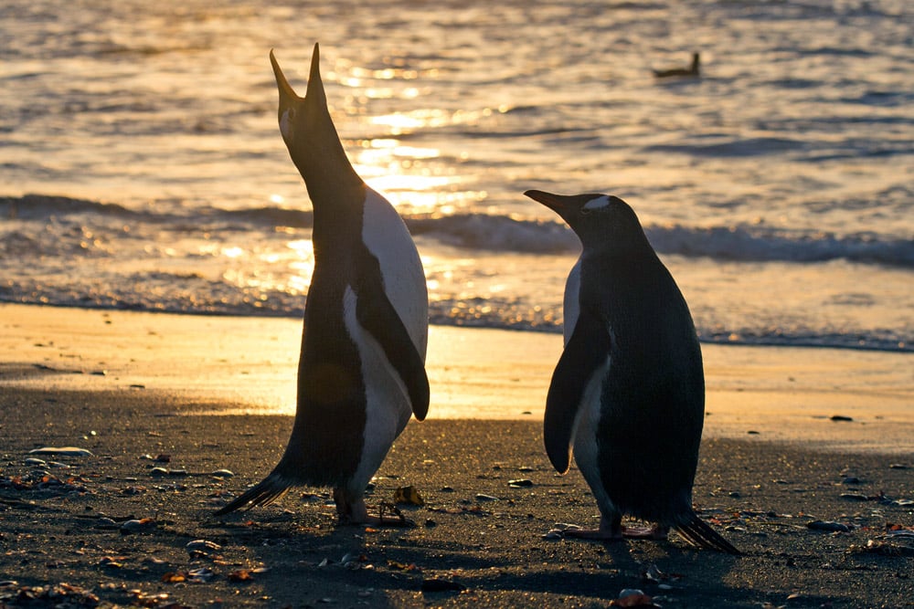 Gentoo penguins trumpet in the dawn light Gold Harbour and Cooper Bay South Georgia. Ocean habitats