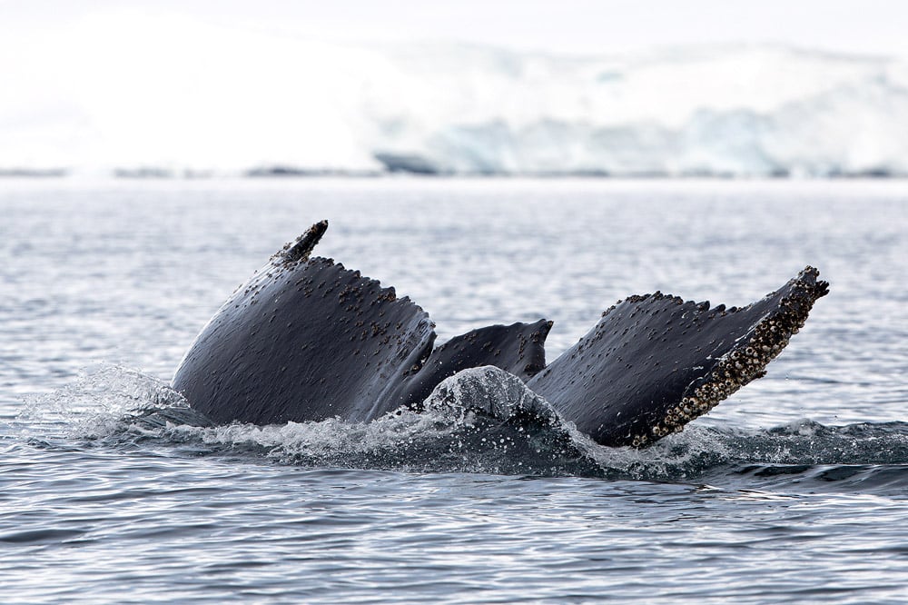 Humpback whale, Cuverville and Enterprise Island © G.Fasanelli. Ocean habitats
