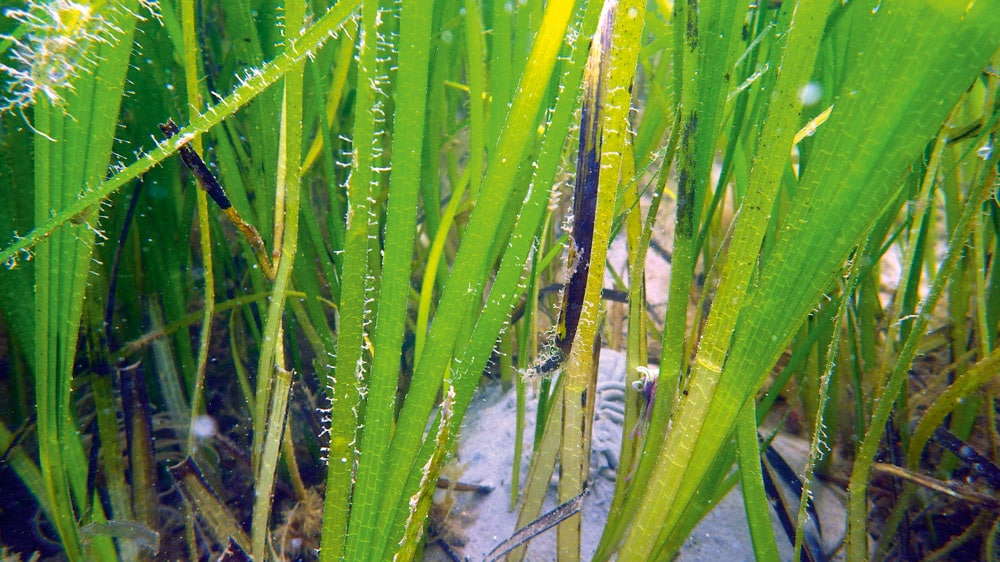 Studland Bay’s delicate seagrass beds