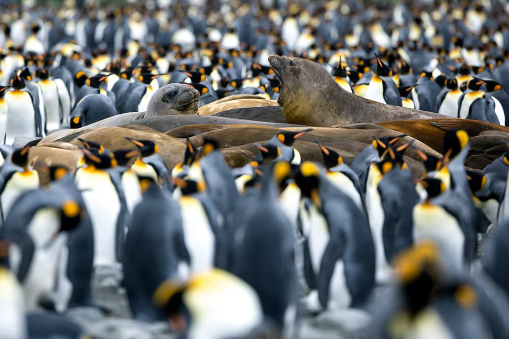 King penguins and southern elephant seals, Gold Harbour and Cooper Bay, South Georgia © G.Fasanelli. Ocean habitats