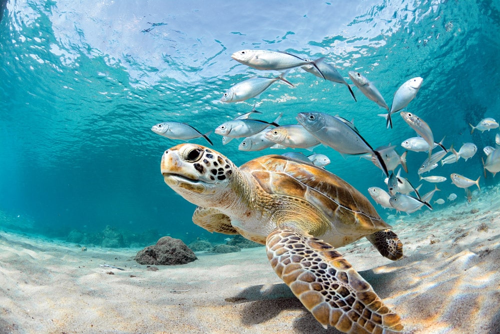 Turtle looking to the camera, followed by some silver fish