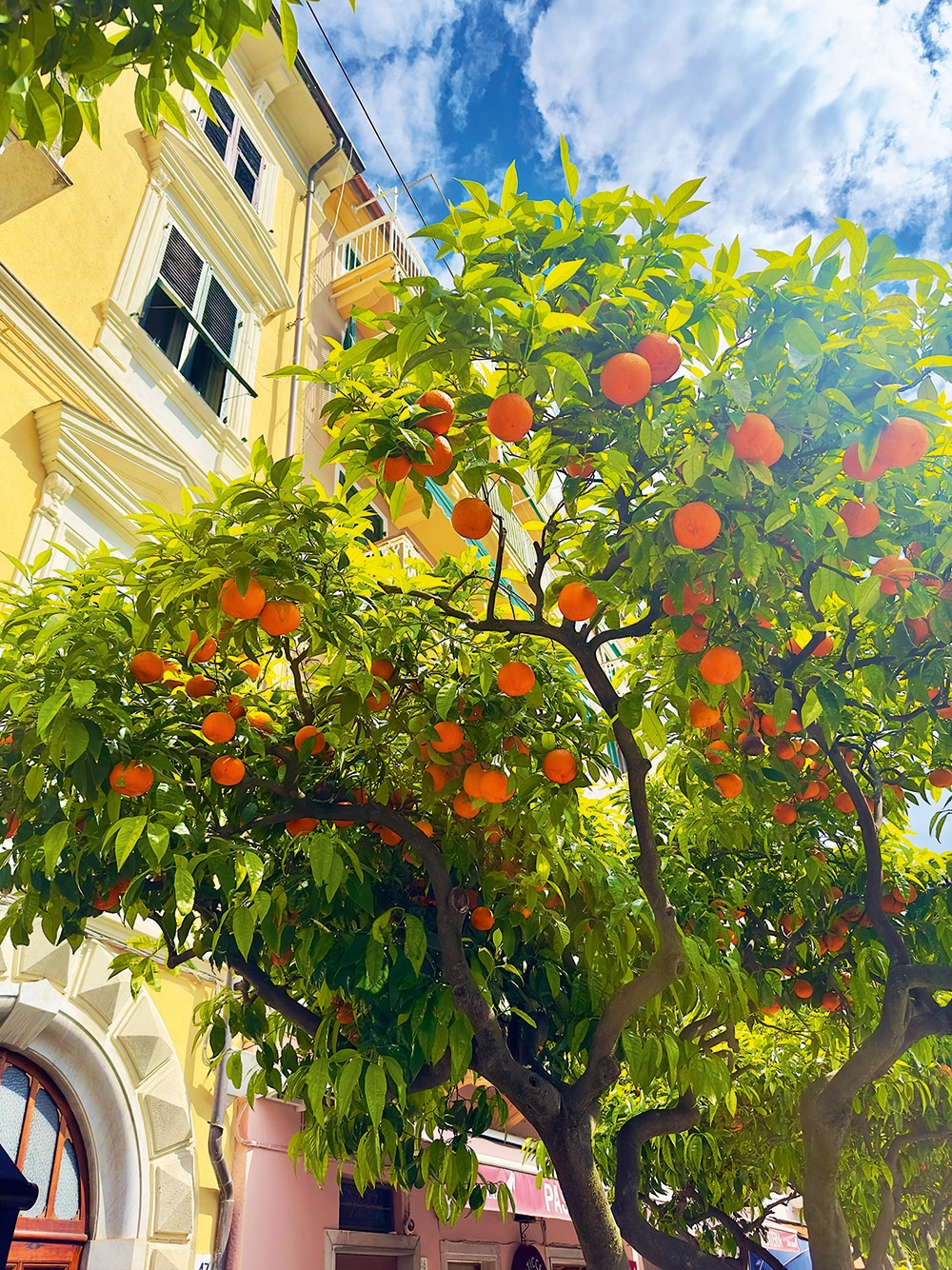 Ligurian Oranges