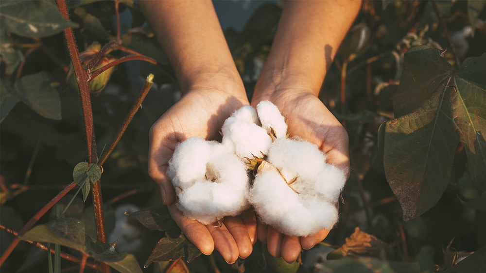 OCEANR Organic Cotton