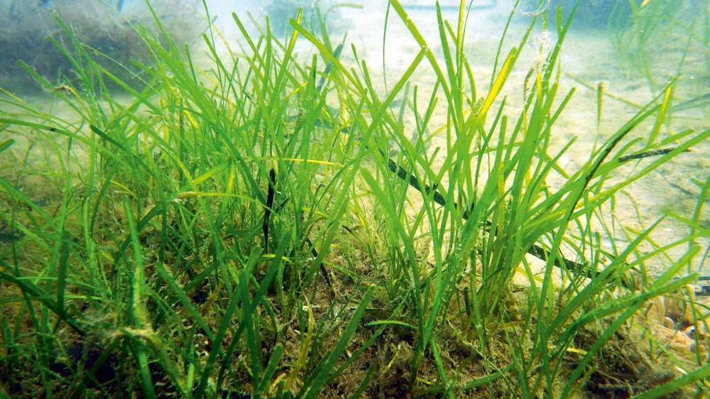 Studland’s delicate seagrass beds