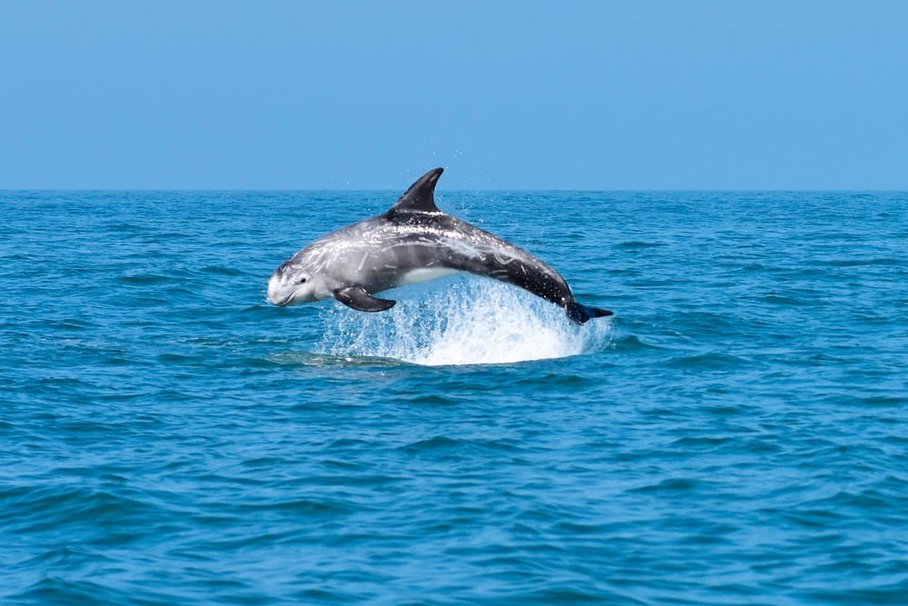 Risso’s dolphin off Anglesey.