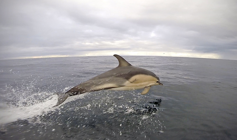 A dolphin jumps out of the water and plays along side a boat.