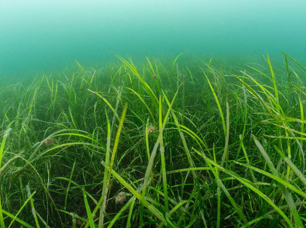 Seagrass Falmouth - Seagrass image - Ocean Conservation Trust - Paul Naylor