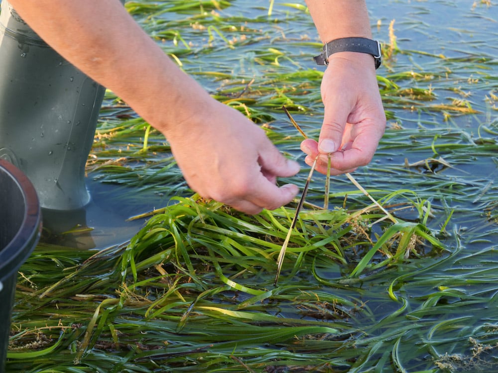 Seagrass