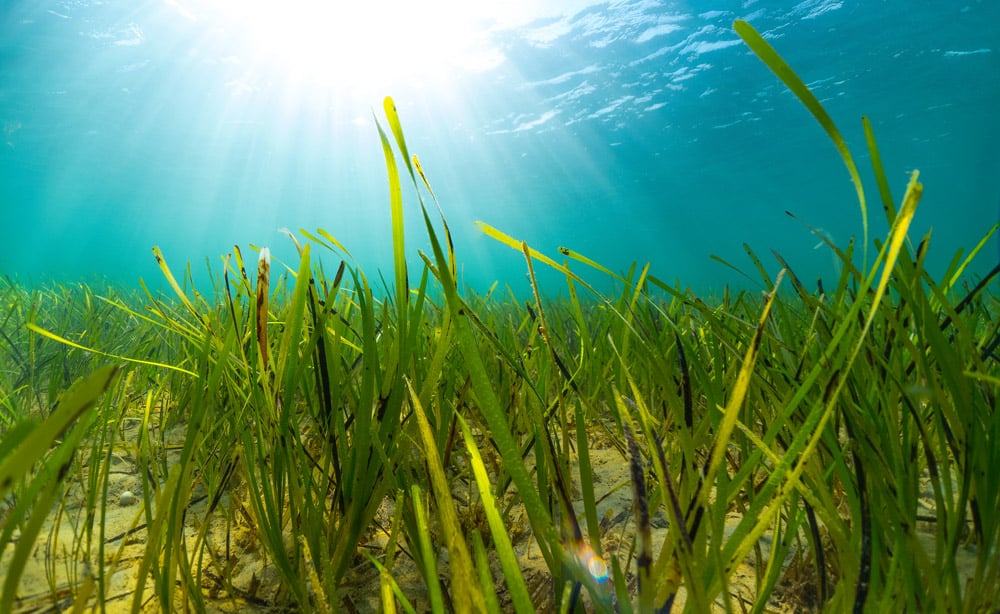 Seagrass