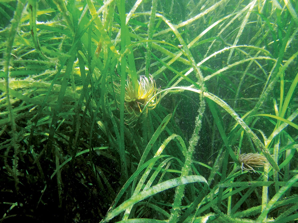 Seagrass