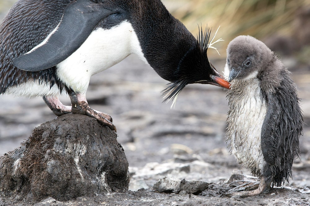 A Southern rockhopper penguin and chick on Bleaker Island in the Falklands. © G.Fasanelli. Ocean habitats