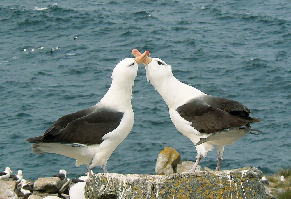 A pair of black-browed albatross greeting each other with recognition and bonding rituals, having paired for life. Ocean habitats