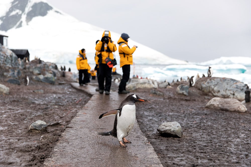Tourists photograph a Gentoo Penguin at Gore Videla Station, Paradise Harbour, Antarctic Peninsula. © Sam Edmonds_istockphoto. Ocean habitats