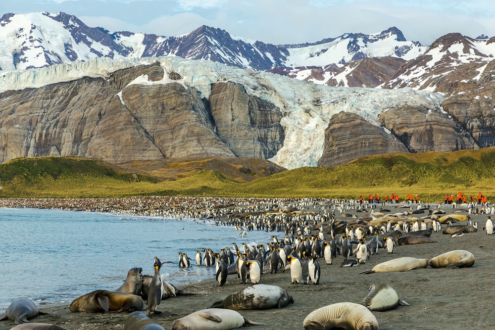 Tourists visiting the king penguin and seal colonies at Gold Harbour, South Georgia. © iStock-Andrew Peacock. Ocean habitats