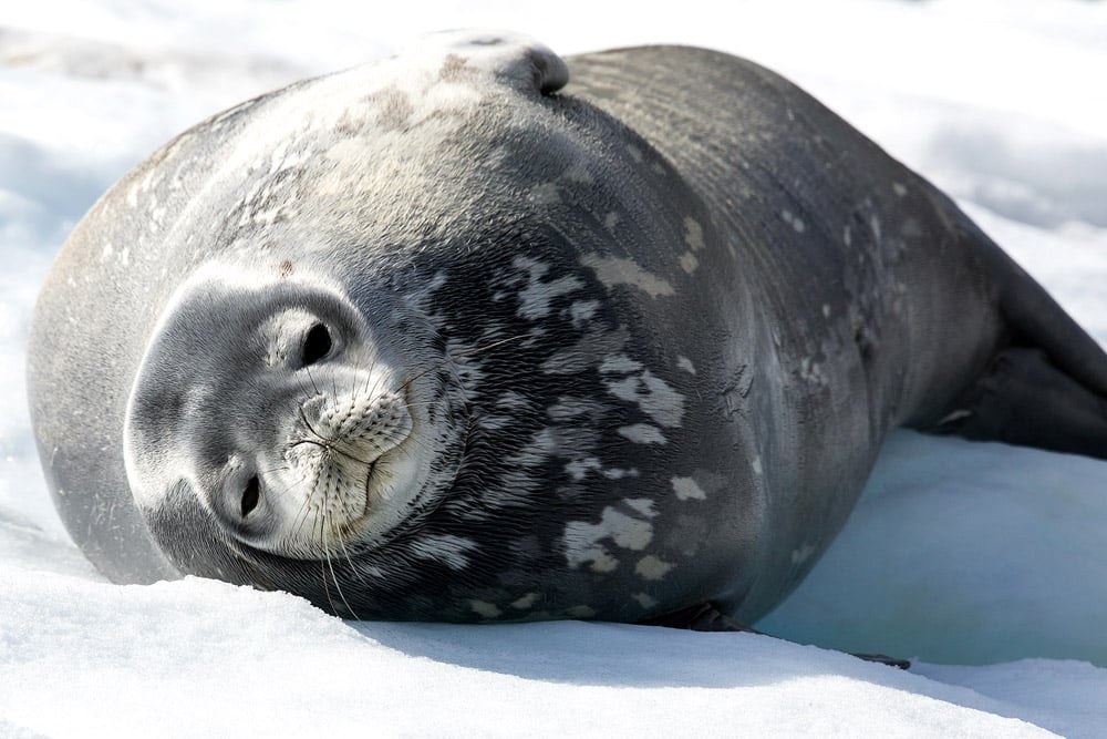 Weddell Seal. Ocean habitats