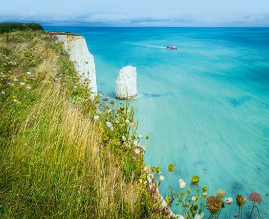 Wildflowers at Handfast Point - iStock-FotoVoyager
