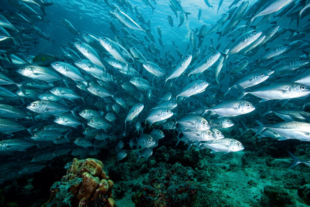 School of fish