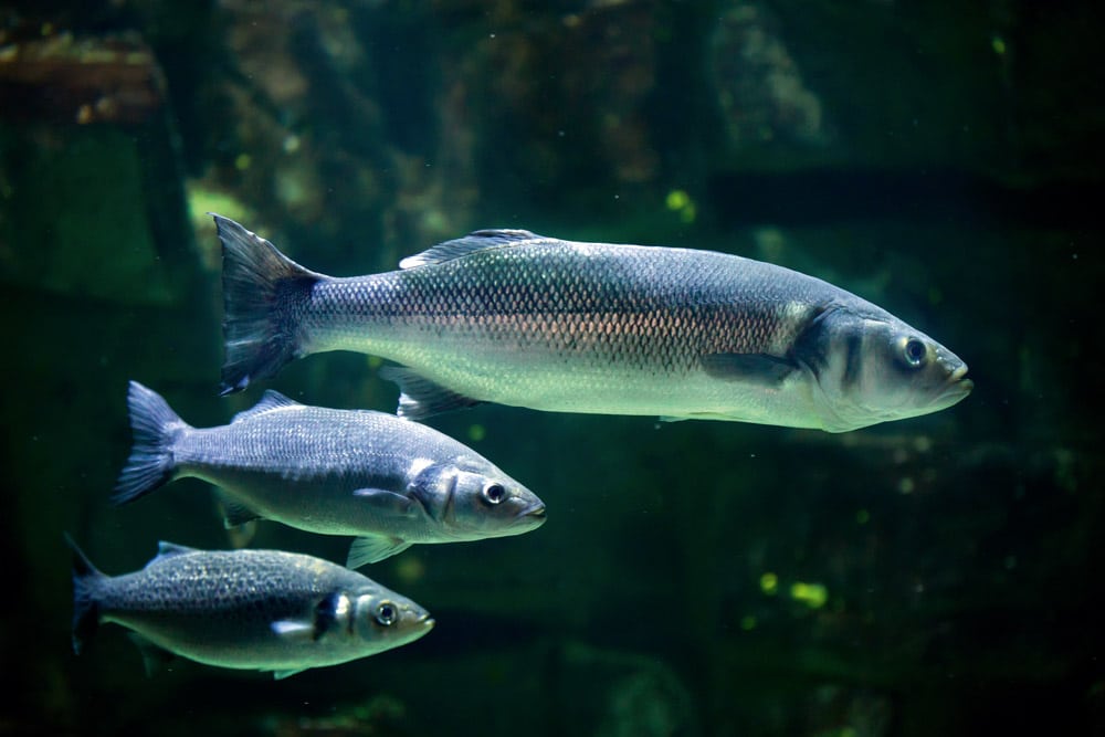 European seabass © Wrangel - iStockphoto.com.