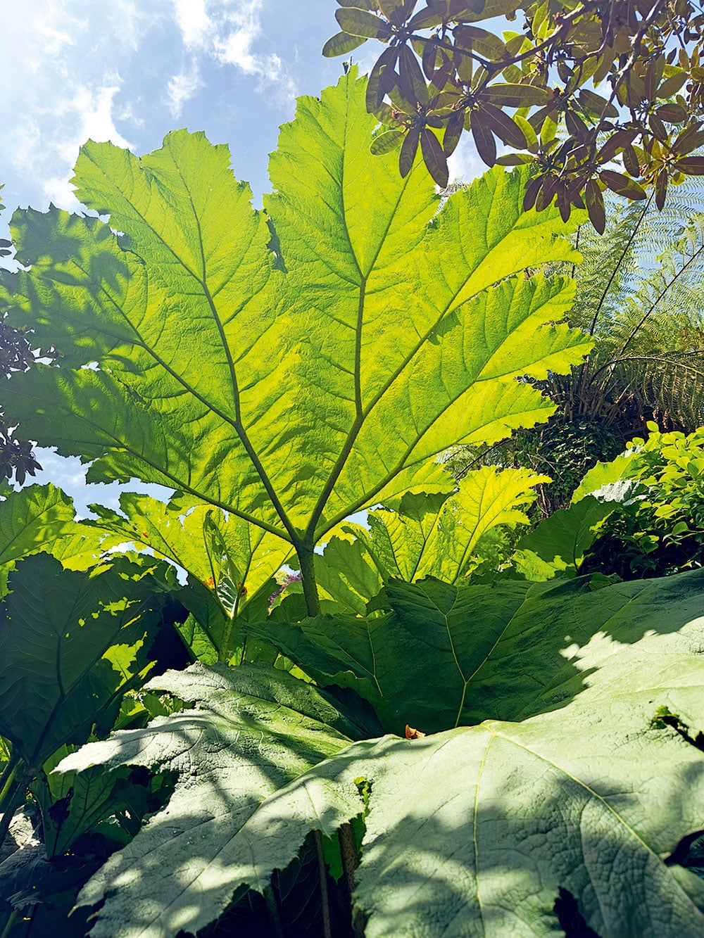 Giant Gunnera in Trebah Gardens.