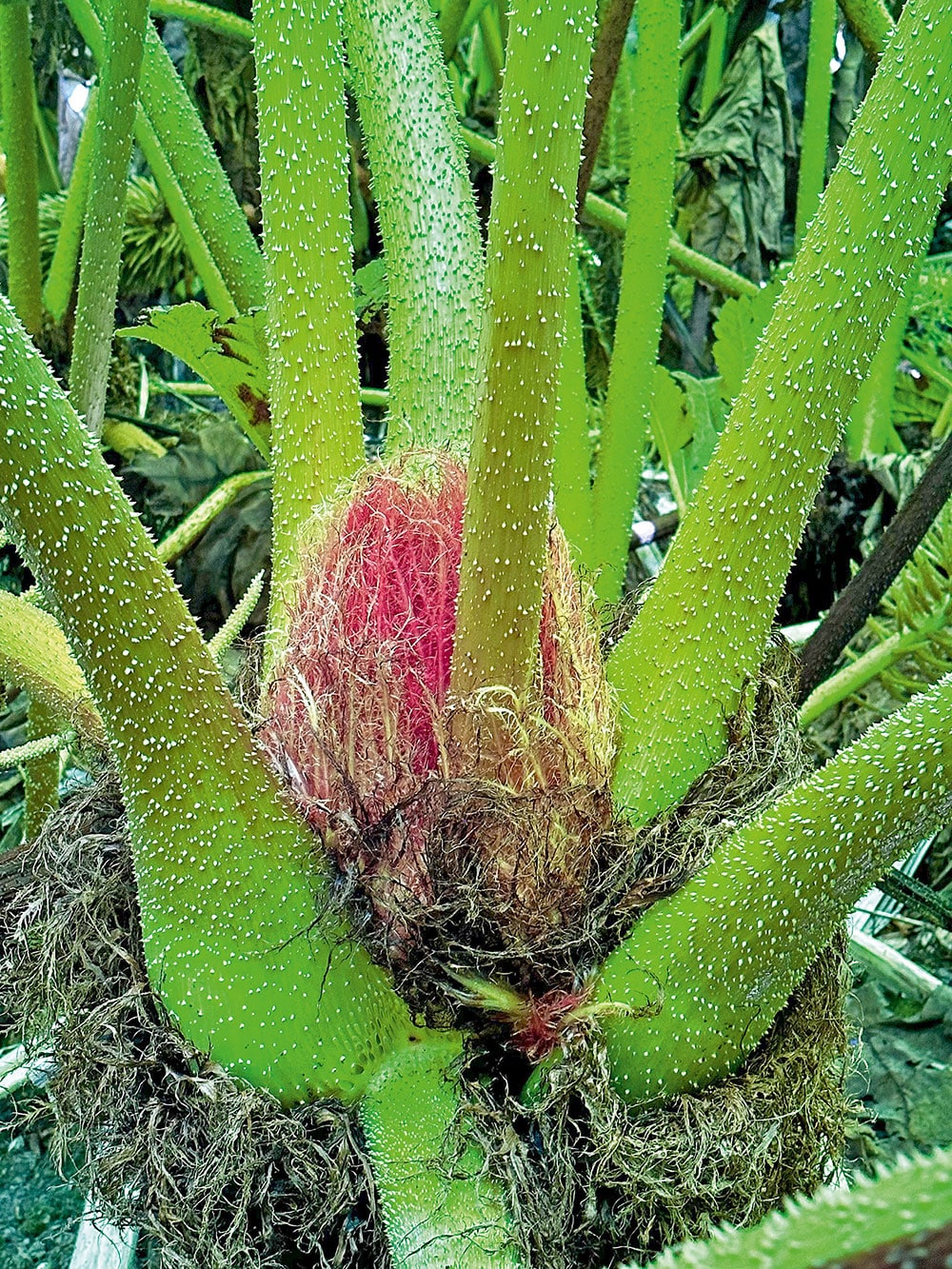 Tropical plants in Trebah Gardens.
