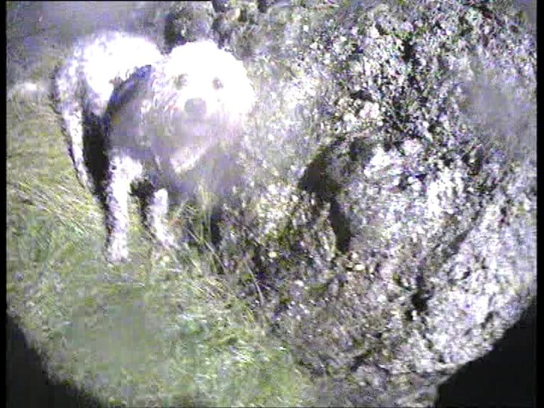 RNLI dog rescue - Flossy