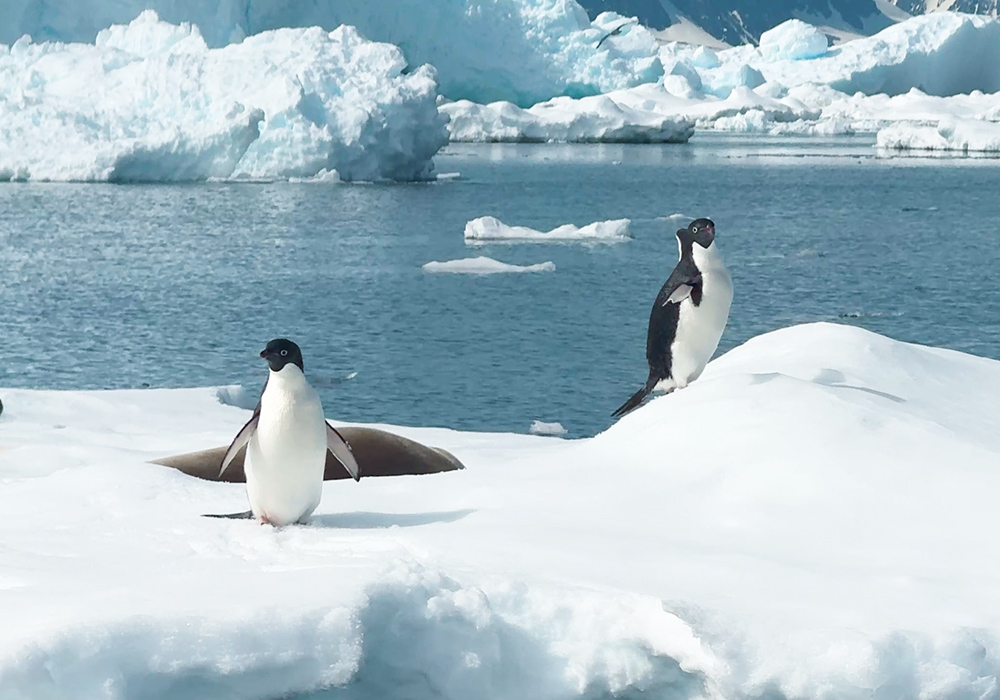 Two penguins and a seal on a iceberg