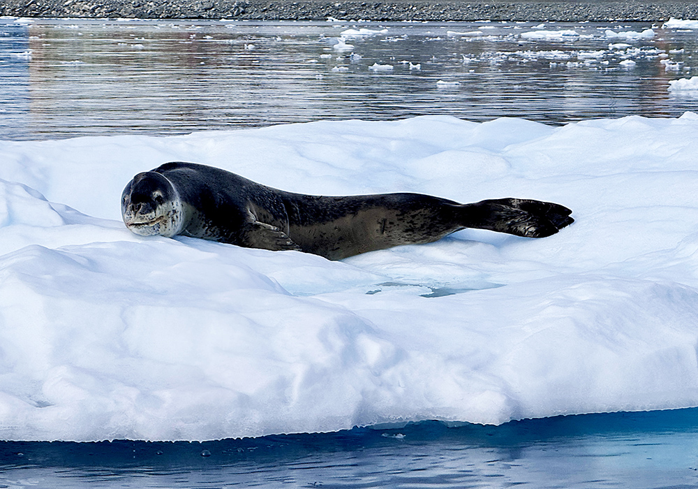 Leopard Seal on s small floating iceberg