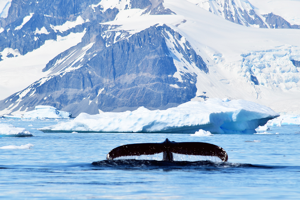 View of a whale tail above the surface of blue water with iced moutnains behind