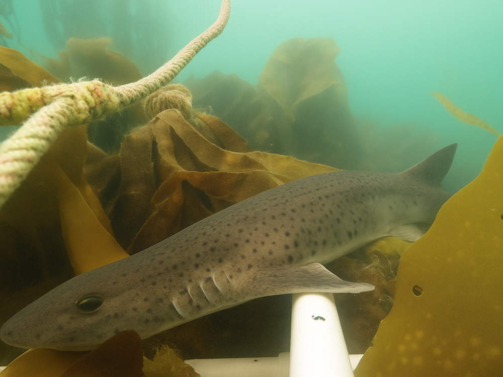 Nursehound shark swimming among kelp in Falmouth Harbour.