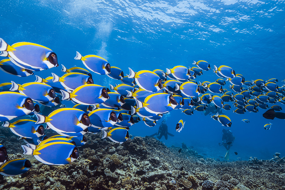 Blue and yellow fish swimming with divers in the bakground
