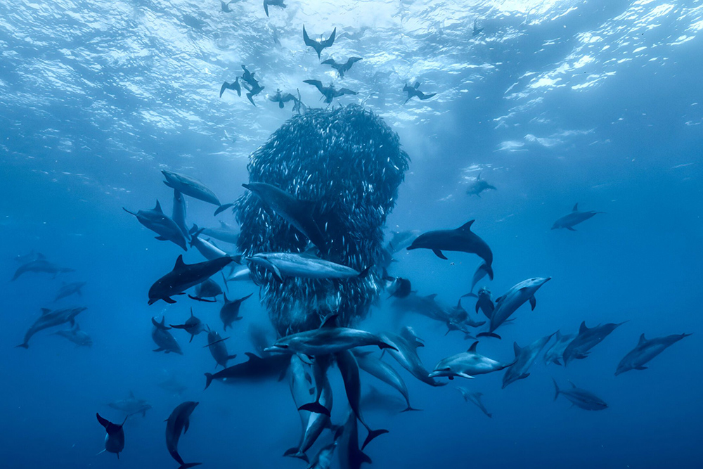 A swarm of fish circling around a cloud of bait