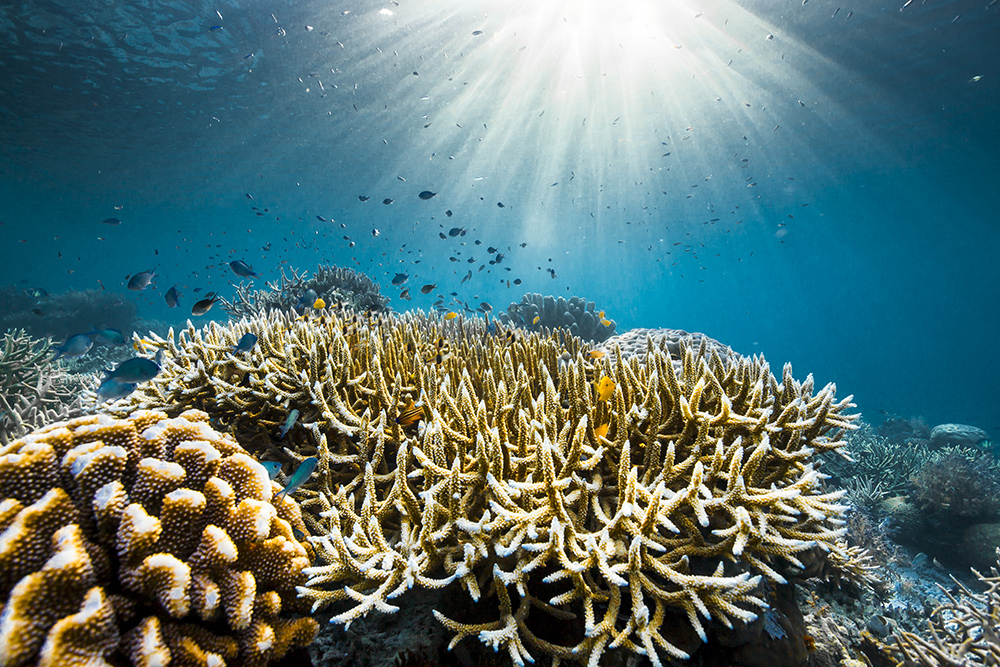 Underwater yellow coral reefs with sun beams shining down through from the sea surface
