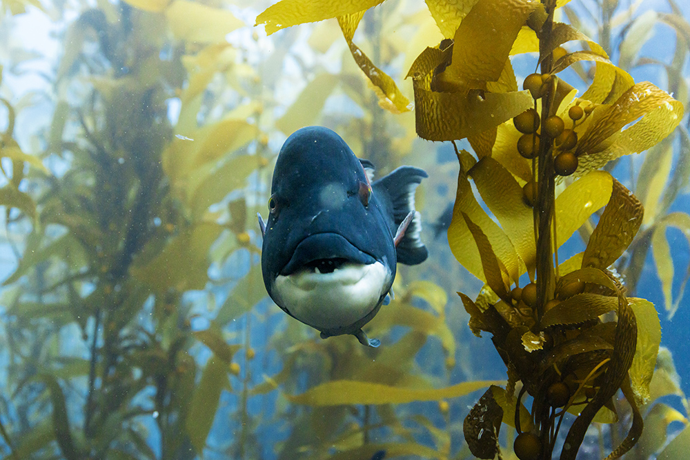Blue and white fishing swimming directly forwards within yellow seaweed