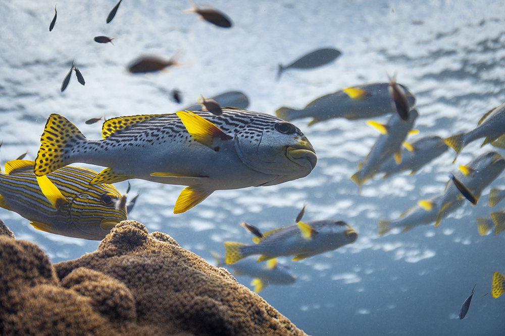 Yellow and silver fish called Sweetlips swimming with orange rocks below