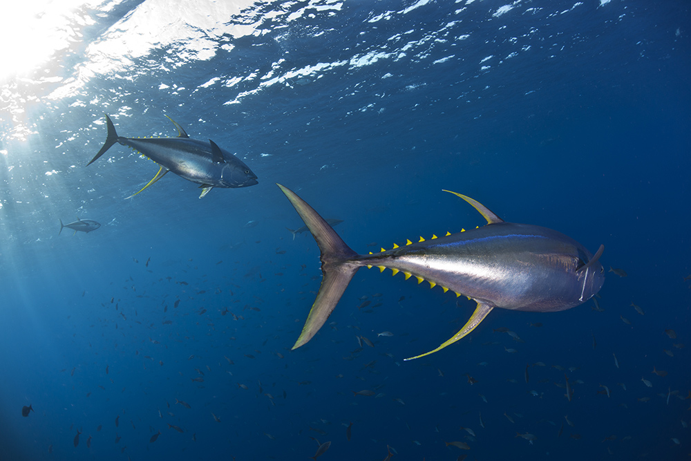 Two large tuna fish swimming in dark blue sea.
