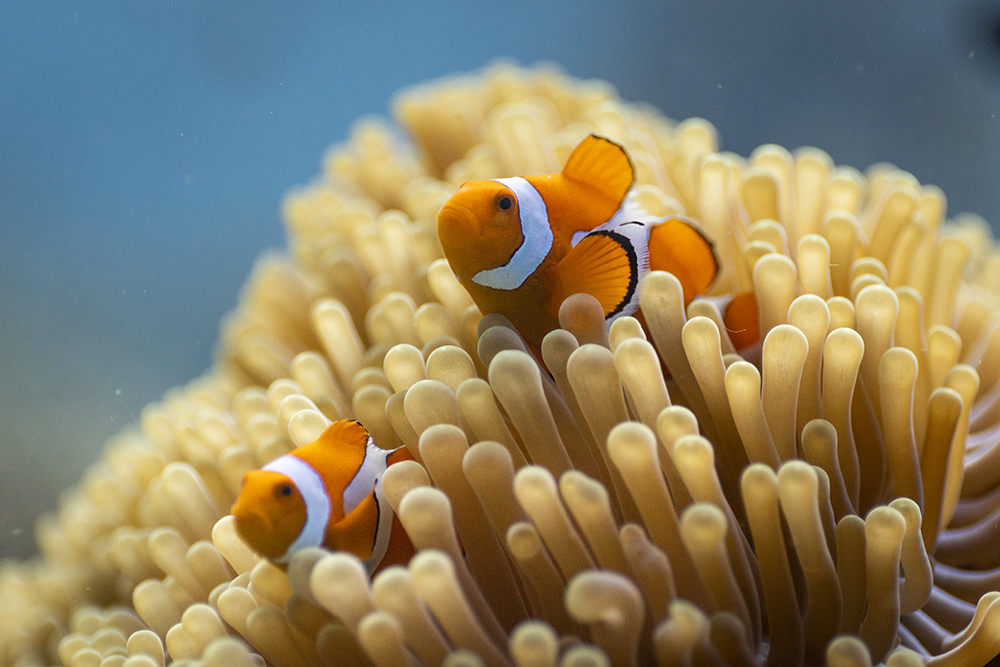 Two orange, black and white striped fish in coral