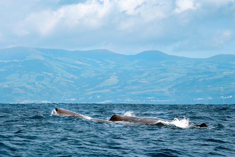 Sperm whales in the sea off the coast of the Azores.