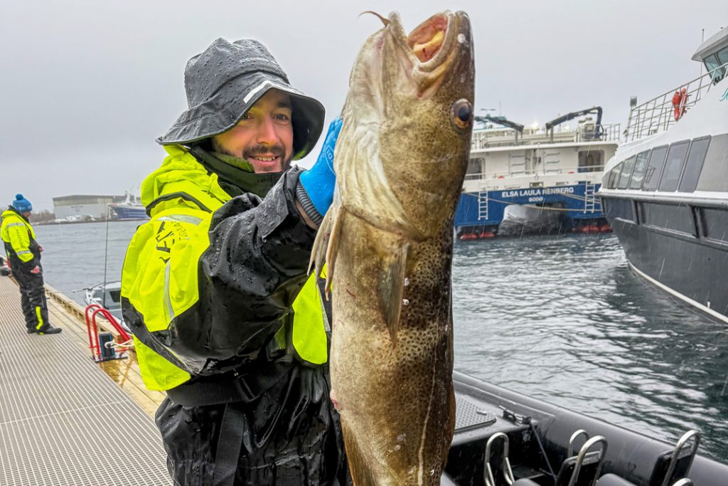 Fisherman holding up big Atlantic Cod he has caught