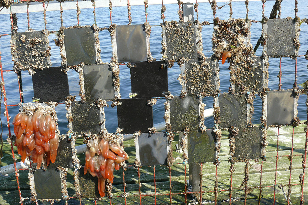 Antifouling paint test panels with marine growth on a harbour rig during coastal fouling research