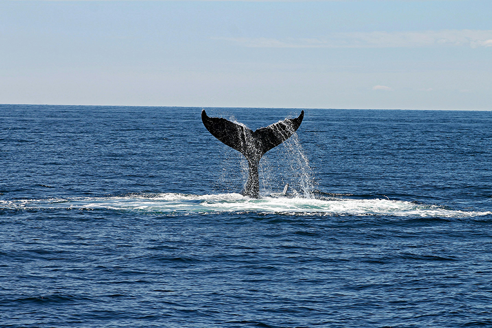 Whale tail breaking the surface at sea.