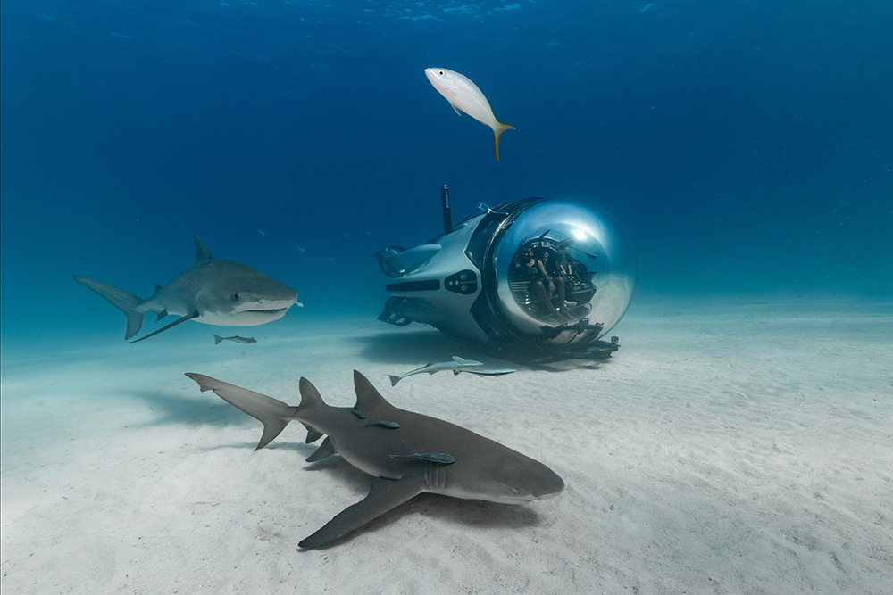 U-Boat Worx submersible beside sharks and fish on sandy seabed during underwater exploration in clear water