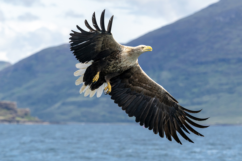 White tailed eagle in flight with mountains behind in Scotland